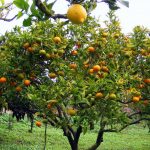 El Limón y sus propiedades curativas y beneficiosas para la salud