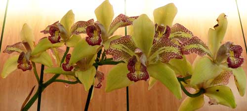 Orquídeas in vitro