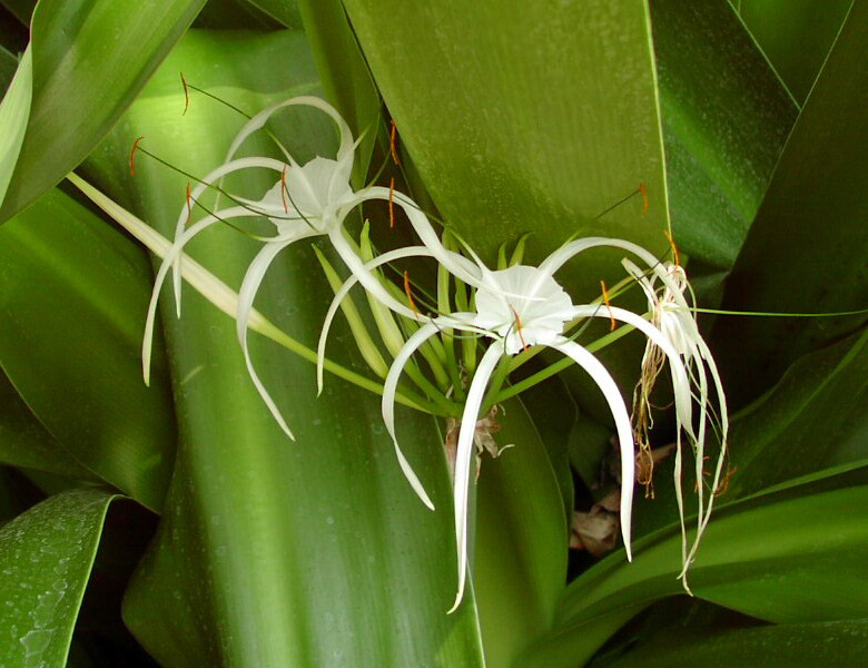 Orquídeas in vitro