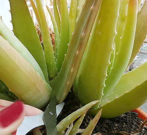 durex aloe vera gel Durex Play 2-in-1 Massage Gel & Lubricant 200ml - Soothing Aloe Vera Durex main image 0