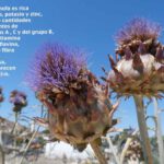 Propiedades depurativas de la alcachofa planta medicinal