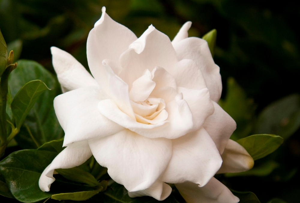 Gardenia, esencia floral de California