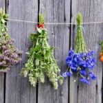 9 hierbas aromáticas y sus remedios naturales