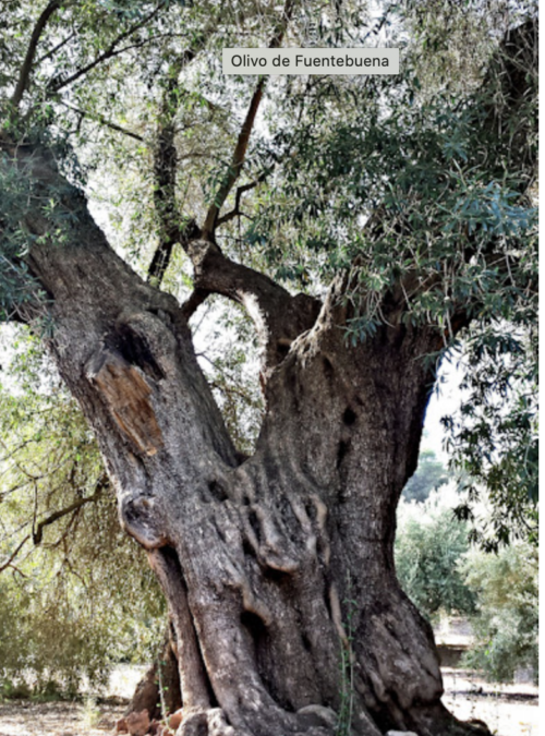 El olivo más grande del mundo.jpg