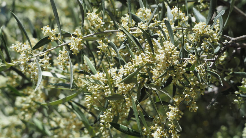 Aove, aceites flor de oliva