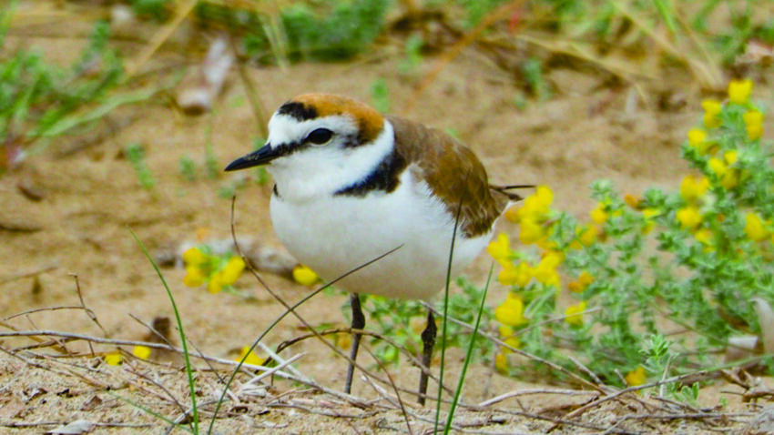 Chorlitejo patinegro (Charadrius alexandrinus)