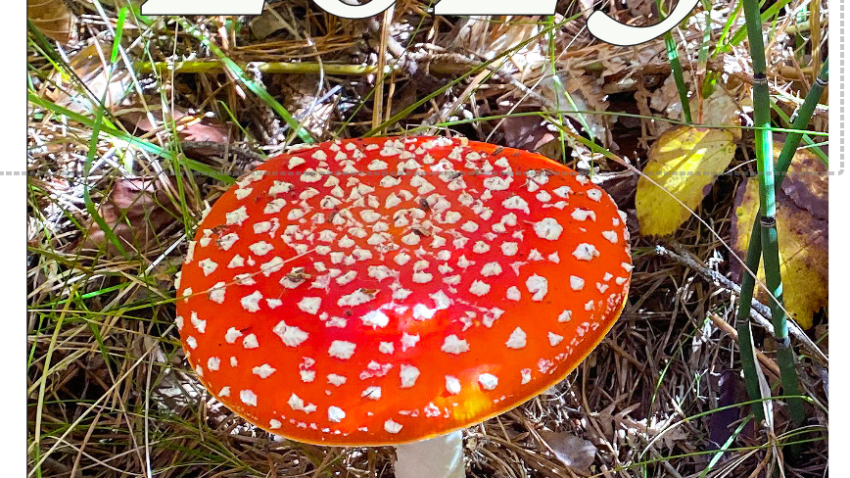 Calendario Covadonga 2026