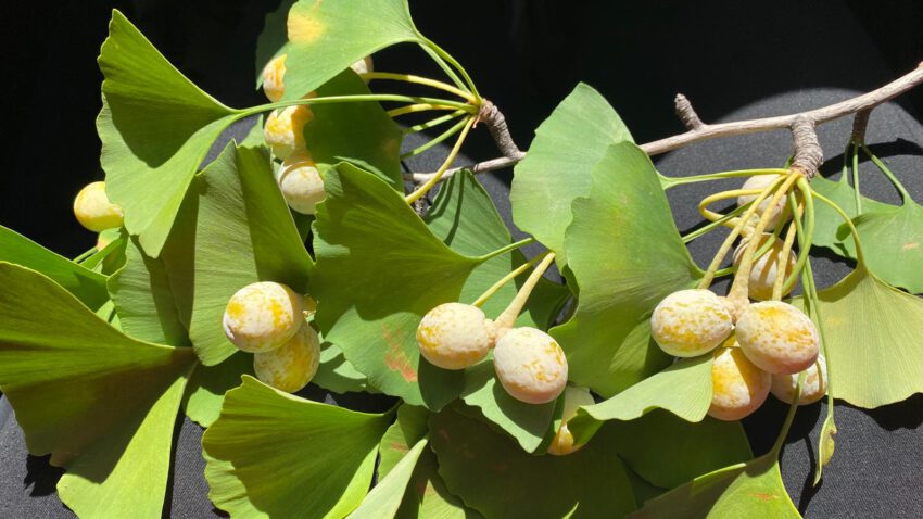 Calendario Covadonga Ginko