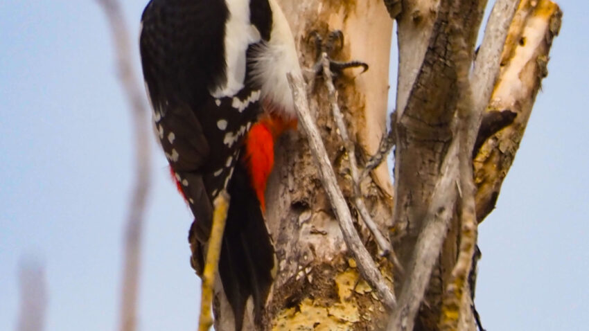 He decidido agrupar estas dos fotos aquí porque muestran poses complementarias: una de perfil y otra más de espaldas, ideal para apreciar el "look" de la especie.