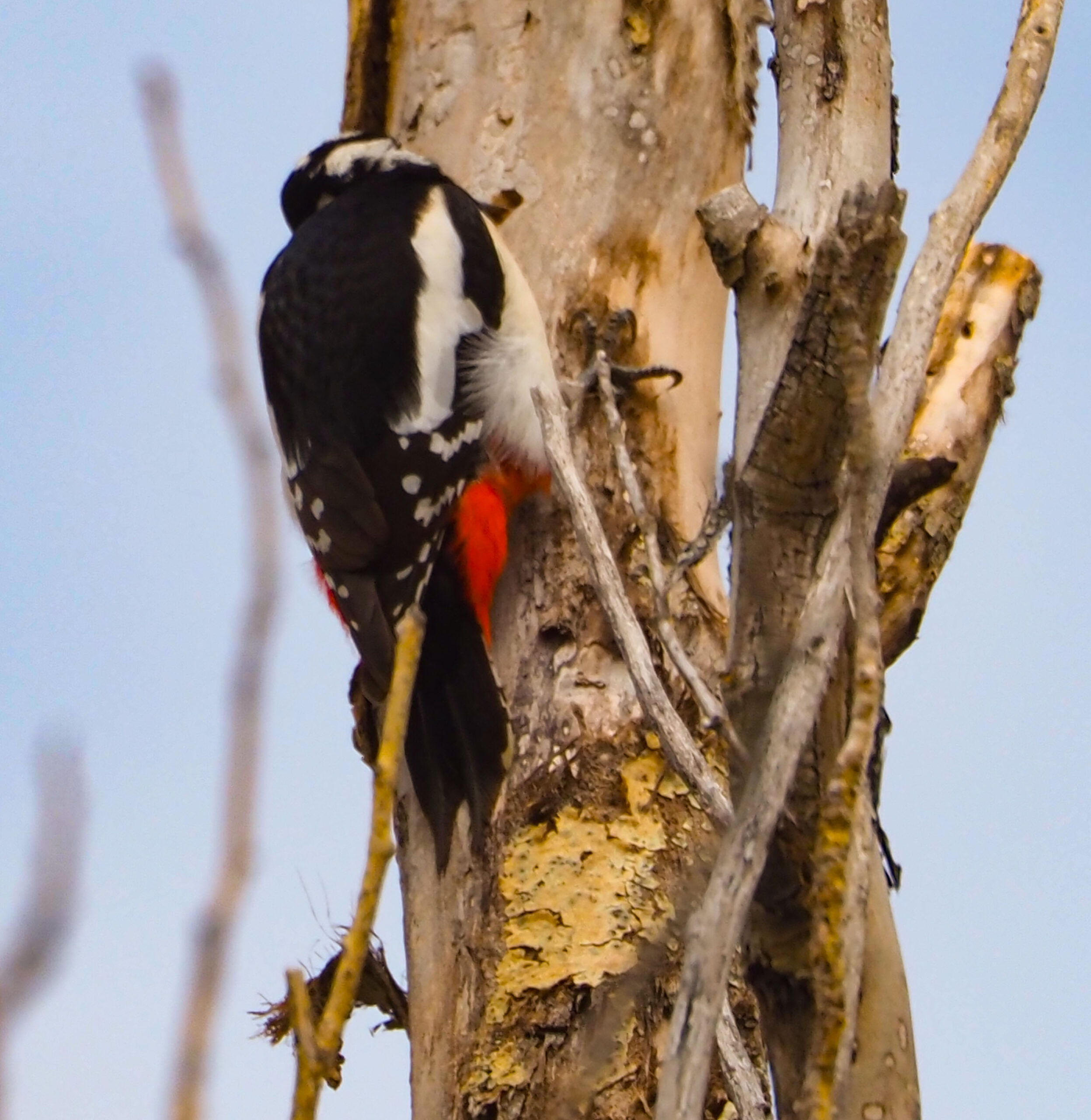 He decidido agrupar estas dos fotos aquí porque muestran poses complementarias: una de perfil y otra más de espaldas, ideal para apreciar el "look" de la especie.