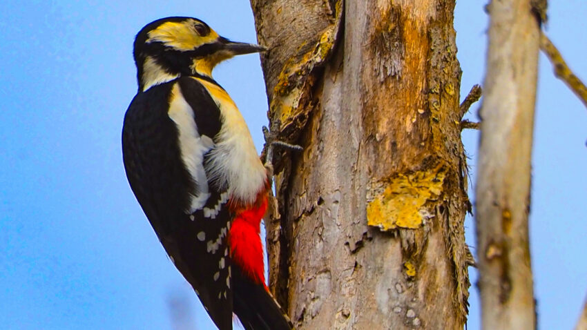 Pico picapinos en Madrid