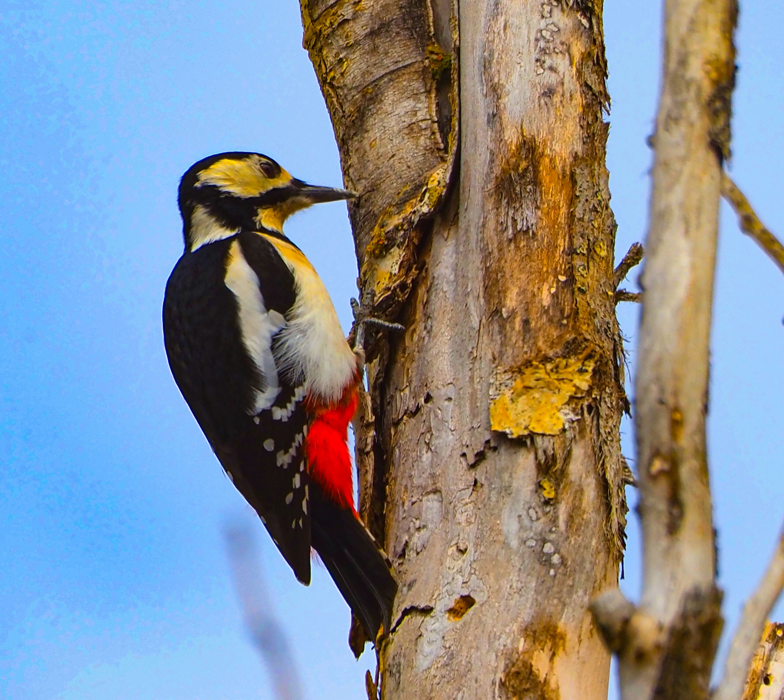 Pico picapinos en Madrid