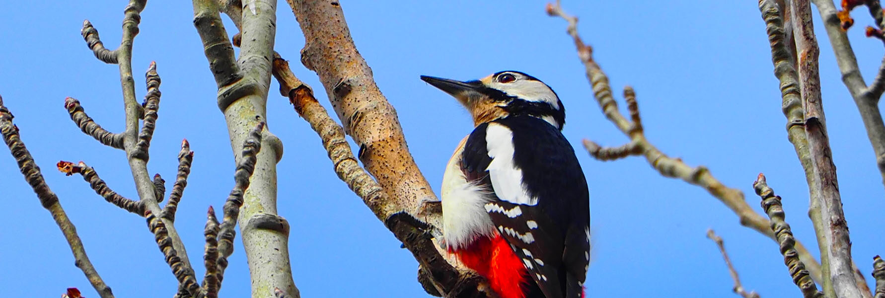 Pico Picapinos en Madrid: Secretos de Fotografía de Naturaleza para Capturar su Belleza