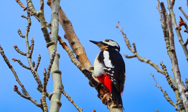 Pico Picapinos en Madrid: Secretos de Fotografía de Naturaleza para Capturar su Belleza